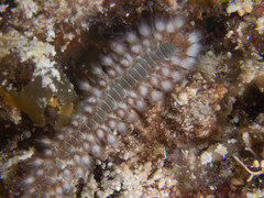 Hermodice carunculata