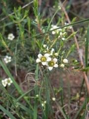 Diosma aspalathoides