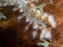 Hermodice carunculata