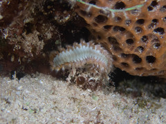 Hermodice carunculata