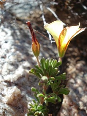 Oxalis crocea