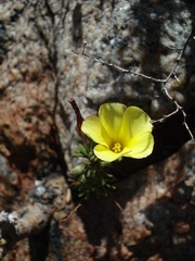 Oxalis crocea