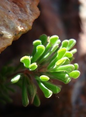 Oxalis crocea