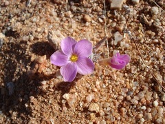 Oxalis exserta