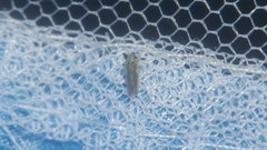 Macrosteles brunnescens