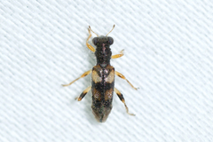 Phyllobaenus pallipennis