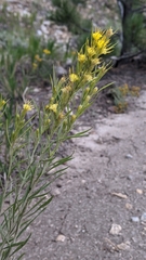 Ericameria parryi