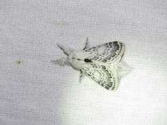 Apotolype brevicrista