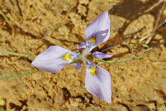 Moraea ciliata
