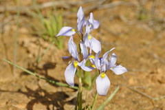 Moraea ciliata