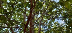 Quercus segoviensis