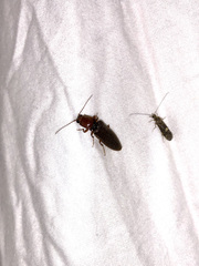 Hemicrepidius melanophthalmus