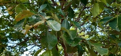 Quercus segoviensis