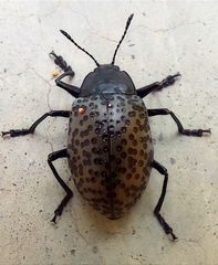 Cypherotylus californicus