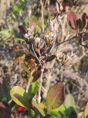 Image of Eliea articulata