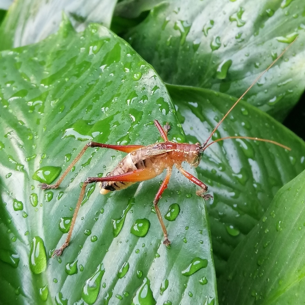Brachyteleutias steinbachi