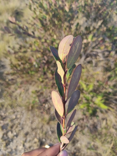 Eliea articulata image