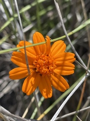 Zinnia juniperifolia