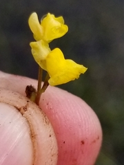Utricularia geminiscapa