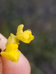 Utricularia geminiscapa