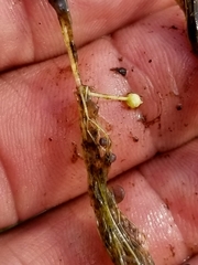 Utricularia geminiscapa