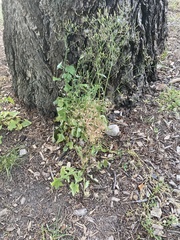 Taraxacum officinale
