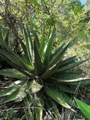 Agave kerchovei