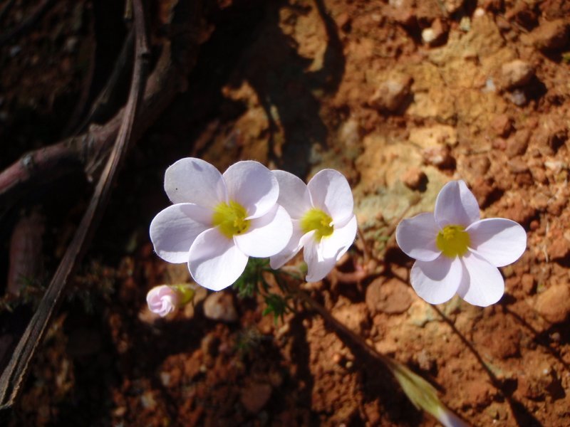 Oxalis meisneri Sond.