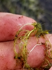 Utricularia geminiscapa