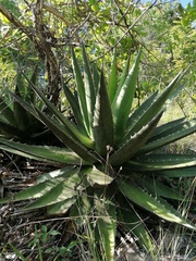 Agave kerchovei