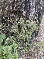 Taraxacum officinale