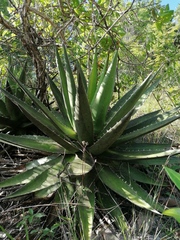 Agave kerchovei