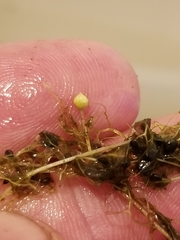 Utricularia geminiscapa