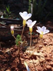 Oxalis meisneri