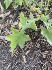 Taraxacum officinale