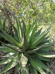 Agave kerchovei