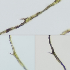 Utricularia geminiscapa