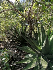 Agave kerchovei