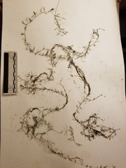 Utricularia geminiscapa