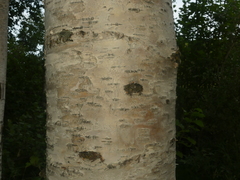 Betula neoalaskana