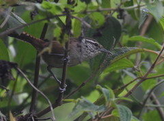 Cantorchilus modestus