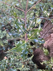 Ilex aquifolium