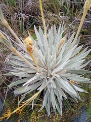 Espeletia chocontana