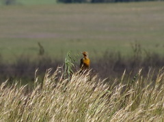 Macronyx capensis capensis