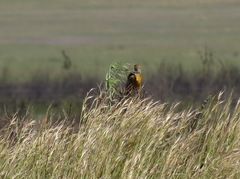 Macronyx capensis capensis