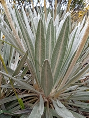 Espeletia chocontana