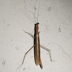 Eumusonia