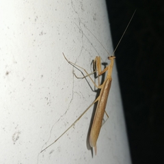 Eumusonia