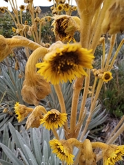 Espeletia chocontana