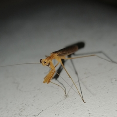 Eumusonia